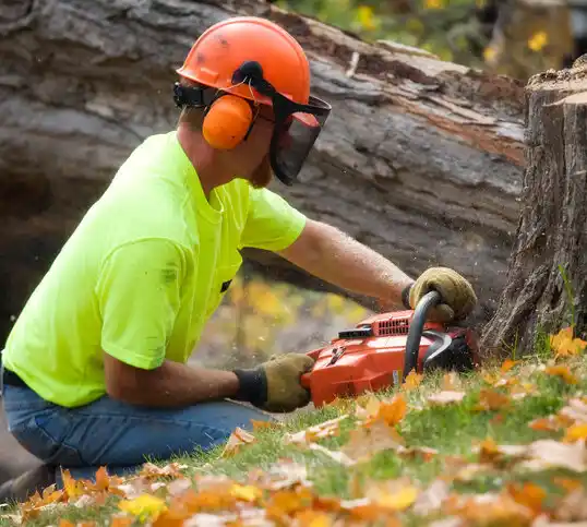 tree services Cloverly